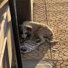 كلب للإنقاذ