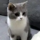 قط سكوتش ستريت للبيع كيوت