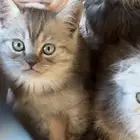 قط سكوتش ستريت للبيع