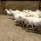 غنم تم البييع