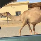 عشراء رباع صفراء