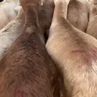 خرفان رفيدي