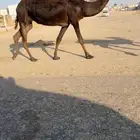 للبيع القحه