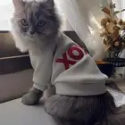 قطة شيرازية للبيع