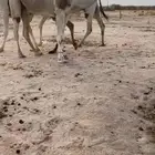 بعير باتلي