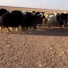 للبيع غنم طيبه منوة القناي العدد 45