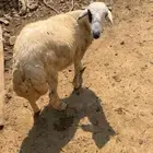 مشاريع توم