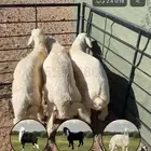 طليان اثنين للبيع كاش واقساط