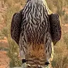 مطلوب موصل حمام ودواجن من القصيم للحفر