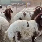 نعيم
