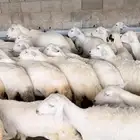 غنم مراح وبنات بعضها