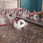 دجاج فيومي