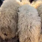 خرفان جذعان