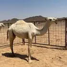 قعود باتلي