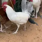 بيض دجاج فرنسي كولمبي سلفر نادر