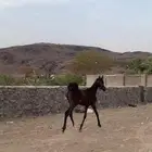 مهره شعبيه شيخه فاخره