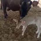 بقره منيحة