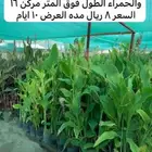عروض على شتلات البابايا ردليدي والكنه الخضراء والحمراء
