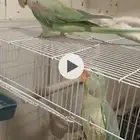 جوز