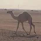 قعدان