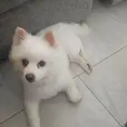 Pomeranian for sale كلب بوكيمون للبيع
