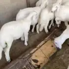بهم ربو كفوو