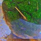 شريمب نهري لاحواض السمك