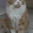 قط شيرازي للتبني