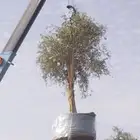 أشجار زيتون معمره ونخيل عربي وواشنطني وتركيب الشبوك لتواصل 0