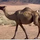 لقحه صفرا