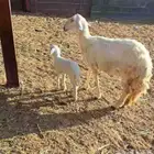 نعجه السن سديس صنف الصنف يتبعها رخل