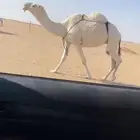 ضروبه