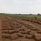 نجيل طبيعي