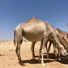 ناقة ذلول لقحة طيبة