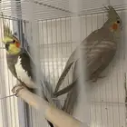 زوج كروان منتج