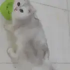 قط سكوتش ستريت سلفر