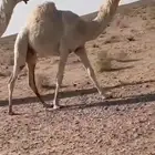 للبيع القعود الحيسوني