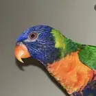 لوري للبيع