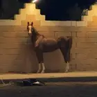 خيل شعبي من فواخر الخيل
