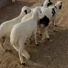 سواكن 5 تربيه 3 شهور