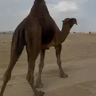 بعير حمر الدهم عكش مشروط