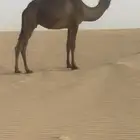 لقحه لقحتين مجاهيم مجهم