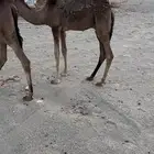 قعود