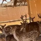 مطلوب ذكر غ ز ا ل فولدير