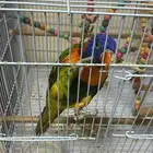 ببغاء لوري  العمر فوق سنه  أليف وعنده اصوات تغريد