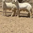 طليان جذعان تم البيع