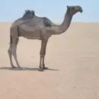 للبيع