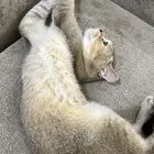 قط سكوتش للتبني