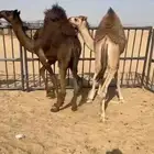 قعدان كفو مغلقه للبيع من تحت اماتها التواصل اتصال