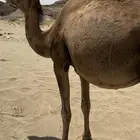 للبيع لقحه حضنيه باقي عليها شهر وتنتج